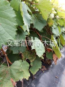 种苗展示