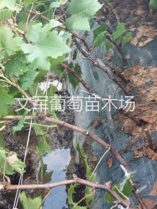 种苗展示