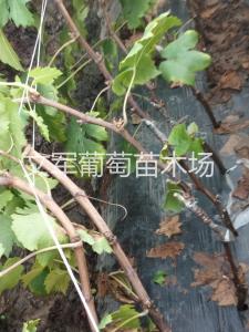 种苗展示