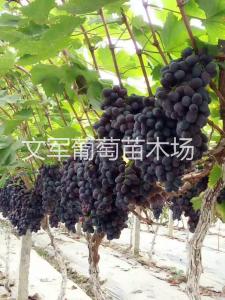 种苗展示