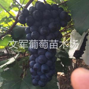 种苗展示