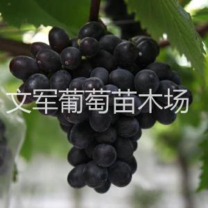 黑妞（黑啊如法）