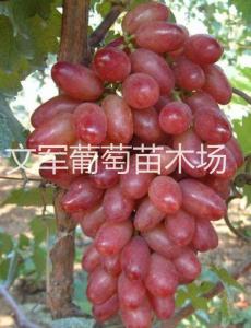 红巴拉多