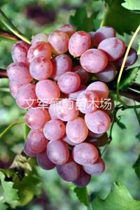 红罗莎里奥葡萄