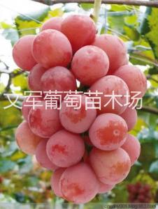 妮娜皇后