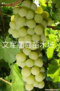  比昂扣