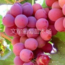 大红地球