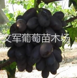 黑巴拉多