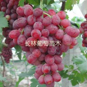粉红亚都蜜