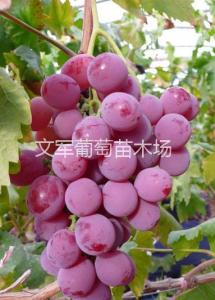 红地球（又名美国红提）