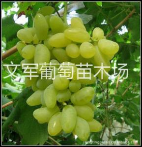 金手指