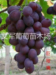 巨玫瑰