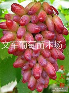 美人指