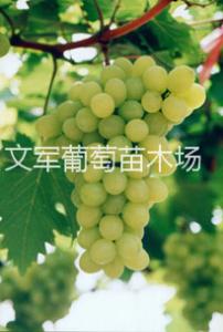 南玉