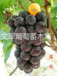 藤稔