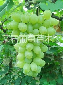 维多利亚