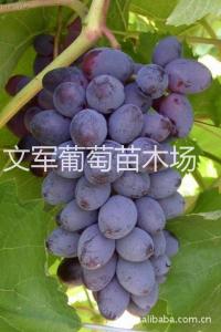 温克