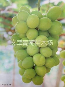 阳光玫瑰
