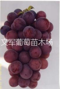 甬优
