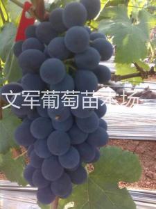 早夏黑
