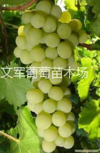 醉金香