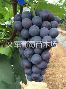 种苗展示