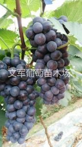 种苗展示