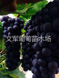 种苗展示