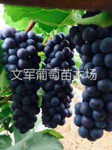 种苗展示