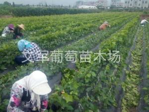 种苗展示