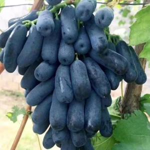 东方蓝宝石