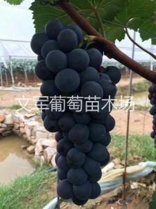 南太湖特早